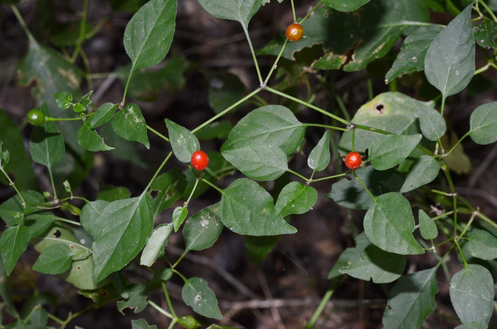 Capsicum annuum